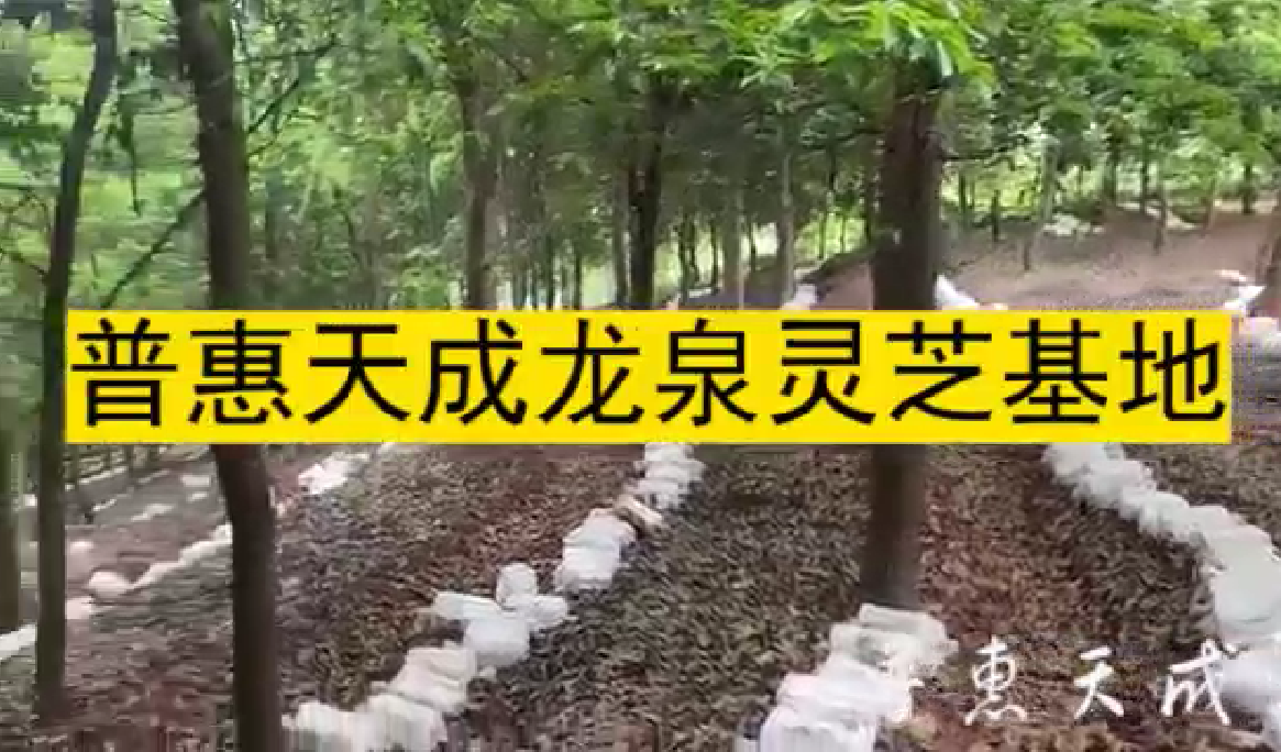 7790必发集团官网天成龙泉灵芝基地